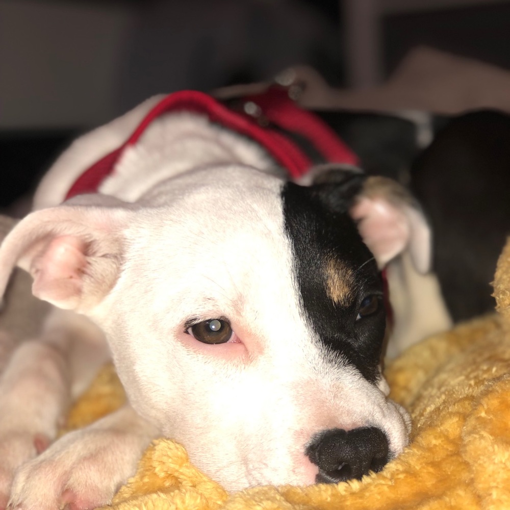 Meet your Posher, Mark